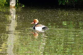 Red-crested Pochard