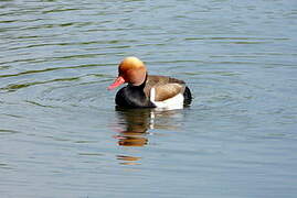 Red-crested Pochard