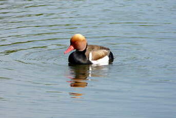 Nette rousse