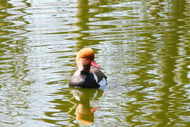 Red-crested Pochard