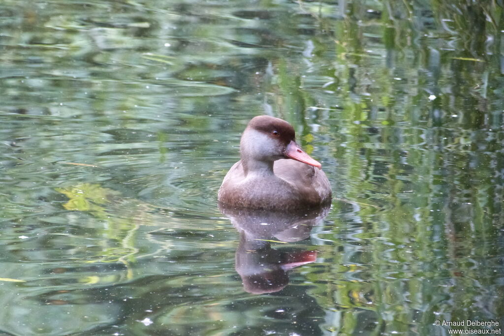 Red-crested Pochard female