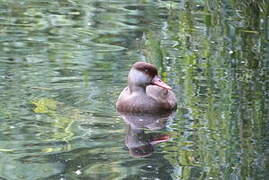 Red-crested Pochard