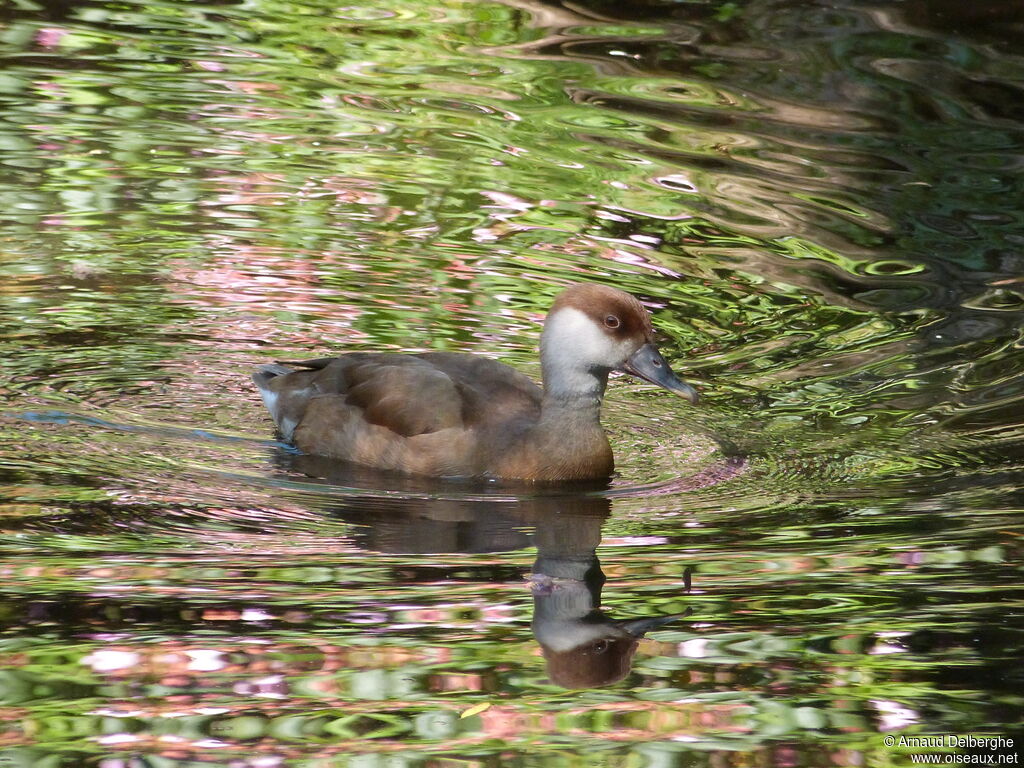 Nette rousse femelle