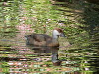 Nette rousse