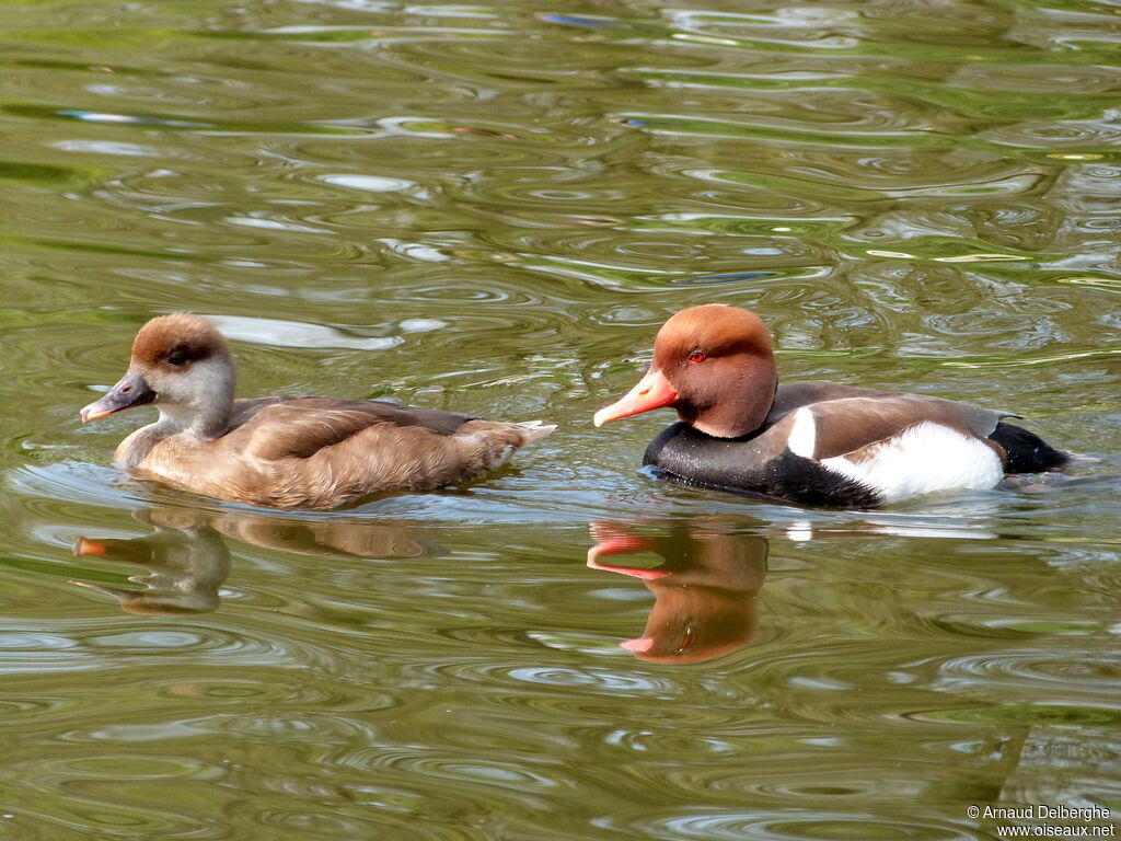 Red-crested Pochard