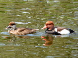 Nette rousse