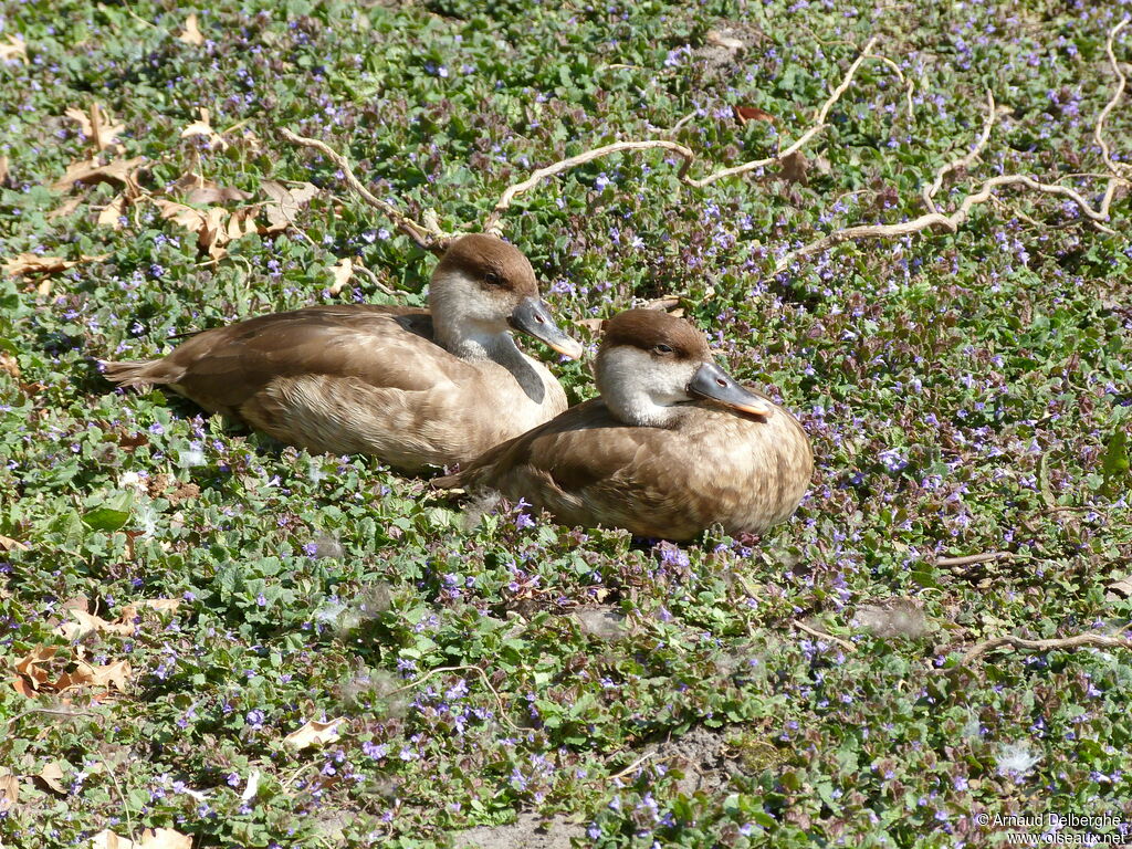 Red-crested Pochard female