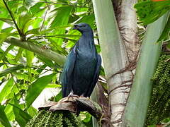 Nicobar Pigeon