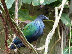 Nicobar Pigeon