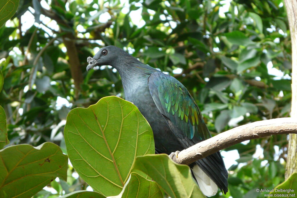 Nicobar Pigeon