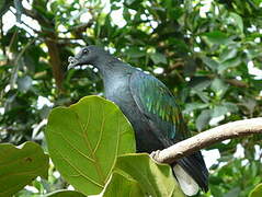 Nicobar Pigeon