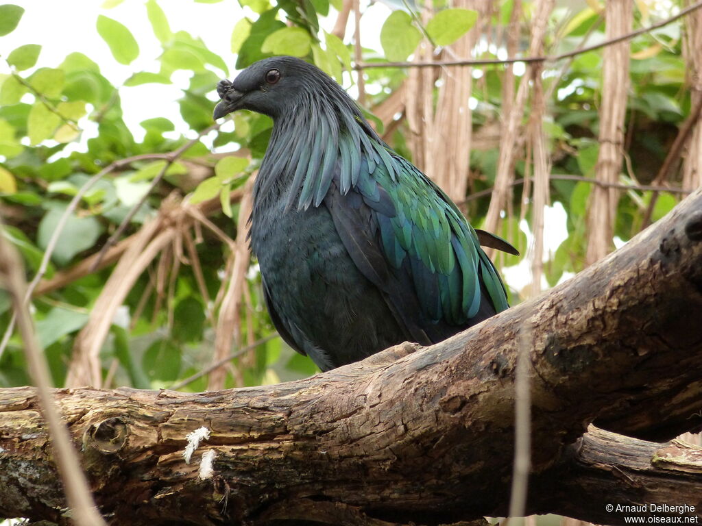 Nicobar Pigeon