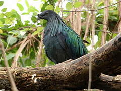 Nicobar Pigeon