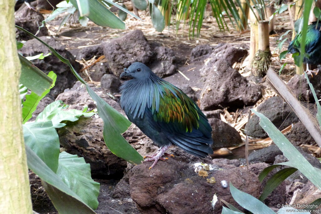 Nicobar Pigeon