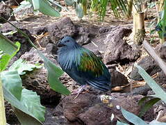 Nicobar Pigeon