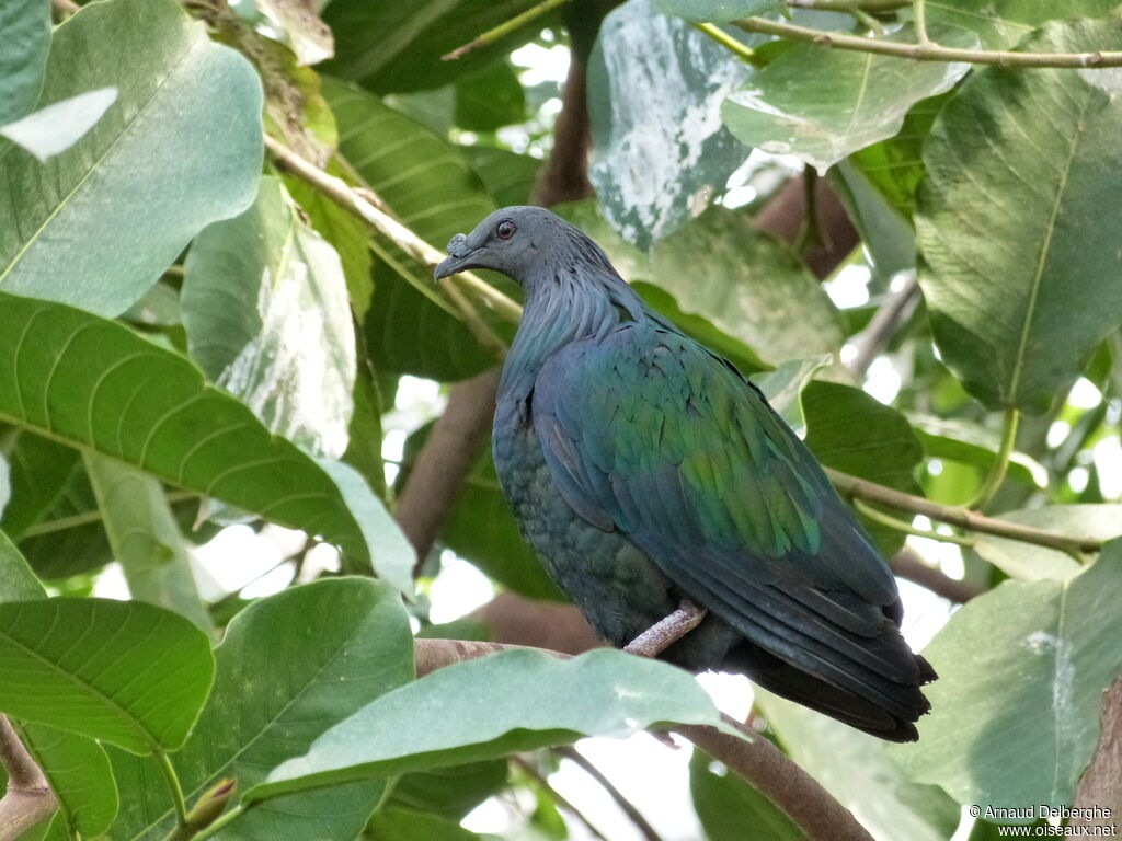 Nicobar Pigeon