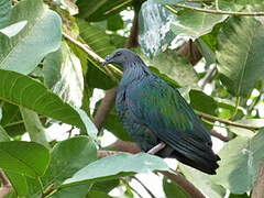 Nicobar Pigeon