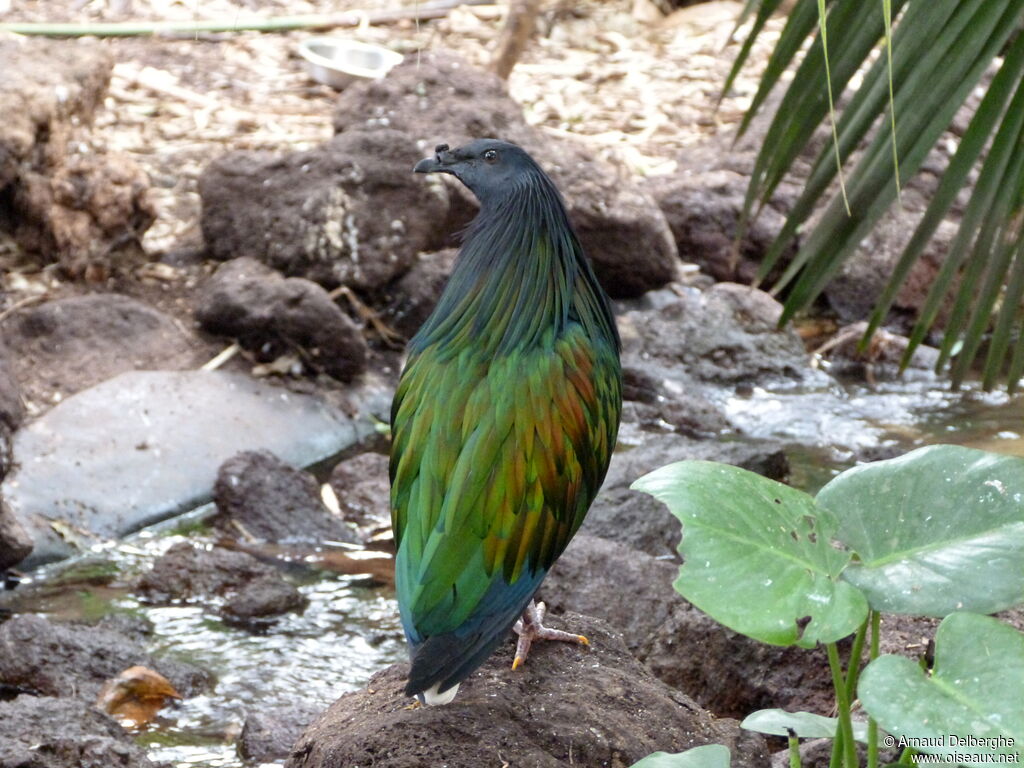 Nicobar Pigeon