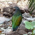 Nicobar à camail