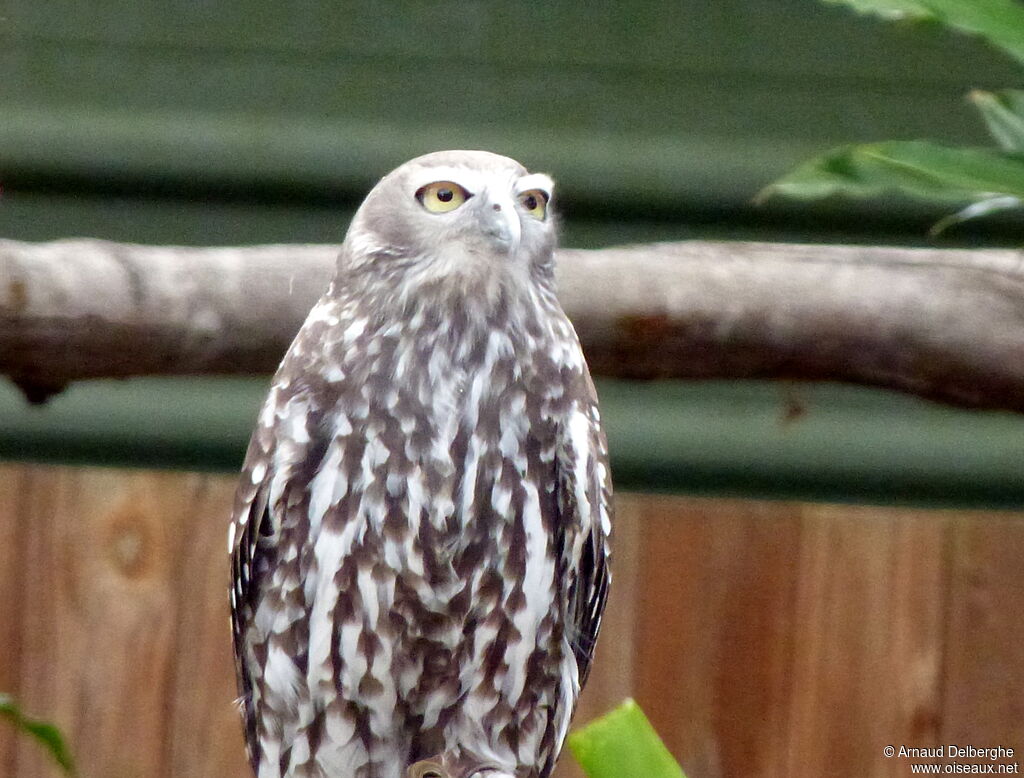 Barking Owl