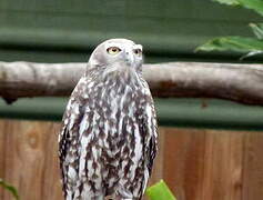 Barking Owl