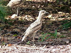 Bush Stone-curlew