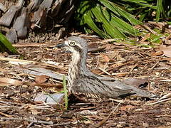 Bush Stone-curlew