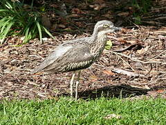 Bush Stone-curlew