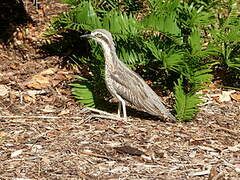 Bush Stone-curlew