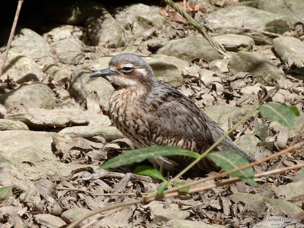 Bush Stone-curlew