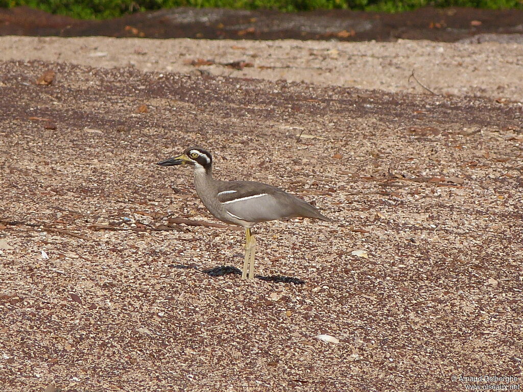 Beach Stone-curlew