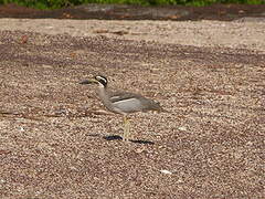 Beach Stone-curlew