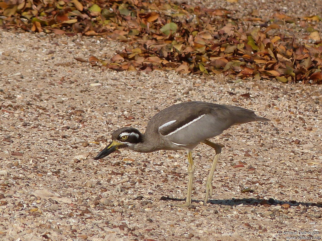 Beach Stone-curlew