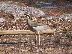 Beach Stone-curlew