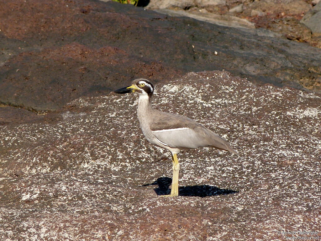 Beach Stone-curlew