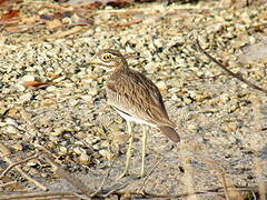 Senegal Thick-knee