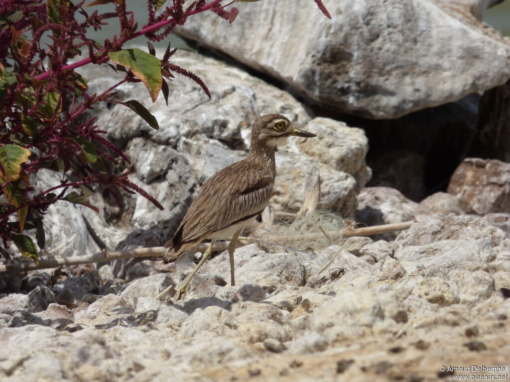 Senegal Thick-knee