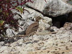 Senegal Thick-knee