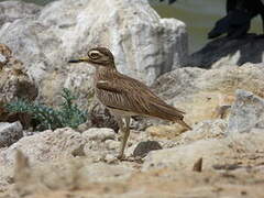 Senegal Thick-knee