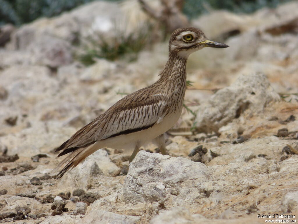 Senegal Thick-knee