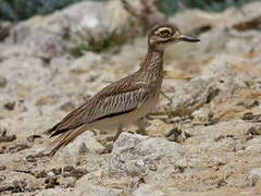 Senegal Thick-knee