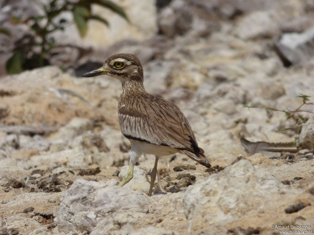 Senegal Thick-knee