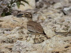 Senegal Thick-knee