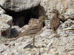 Senegal Thick-knee