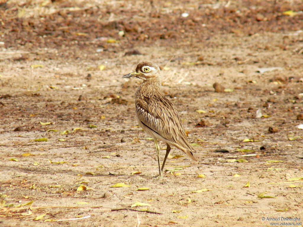 Senegal Thick-knee