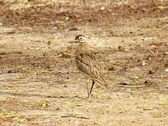 Senegal Thick-knee