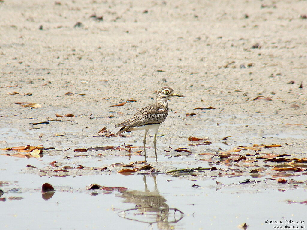 Senegal Thick-knee