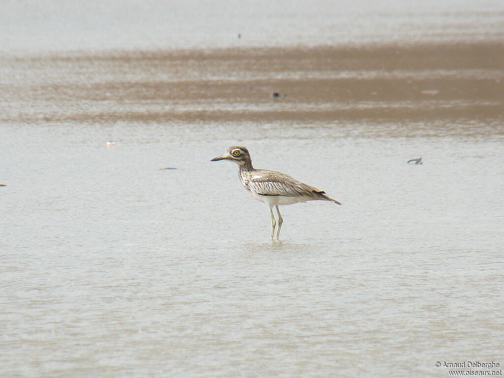 Senegal Thick-knee