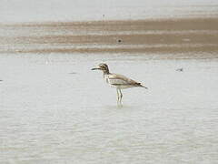 Senegal Thick-knee