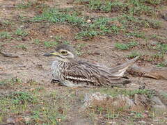 Indian Stone-curlew